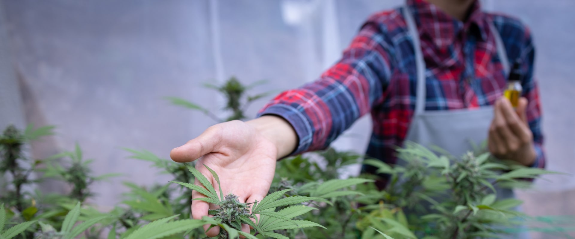 What Is CBDV Cannabinoid? Complete Guide to a Hidden Hemp Discovery