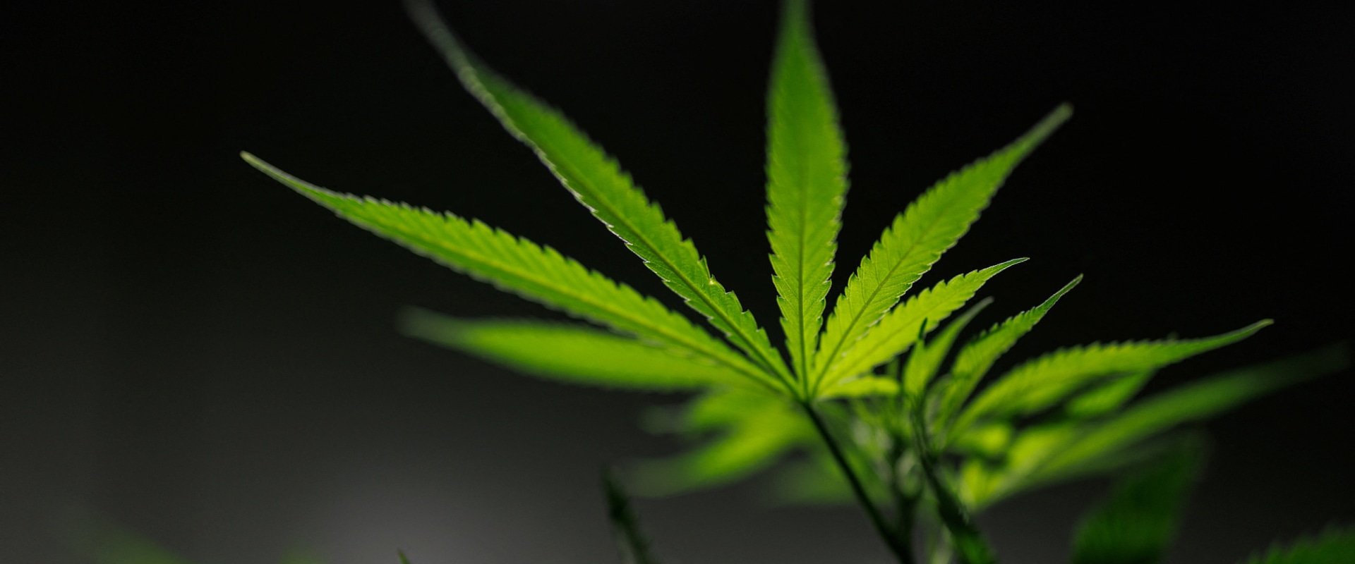 The Truth About CBD: An Expert's Perspective on Its Classification as a Schedule III Drug