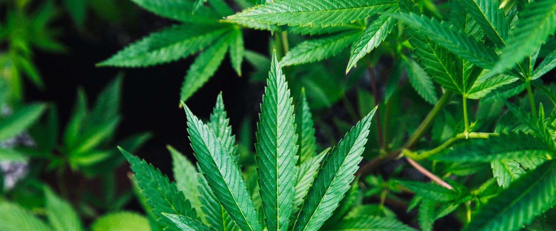 The Truth About CBD: Debunking Myths and Providing Accurate Information