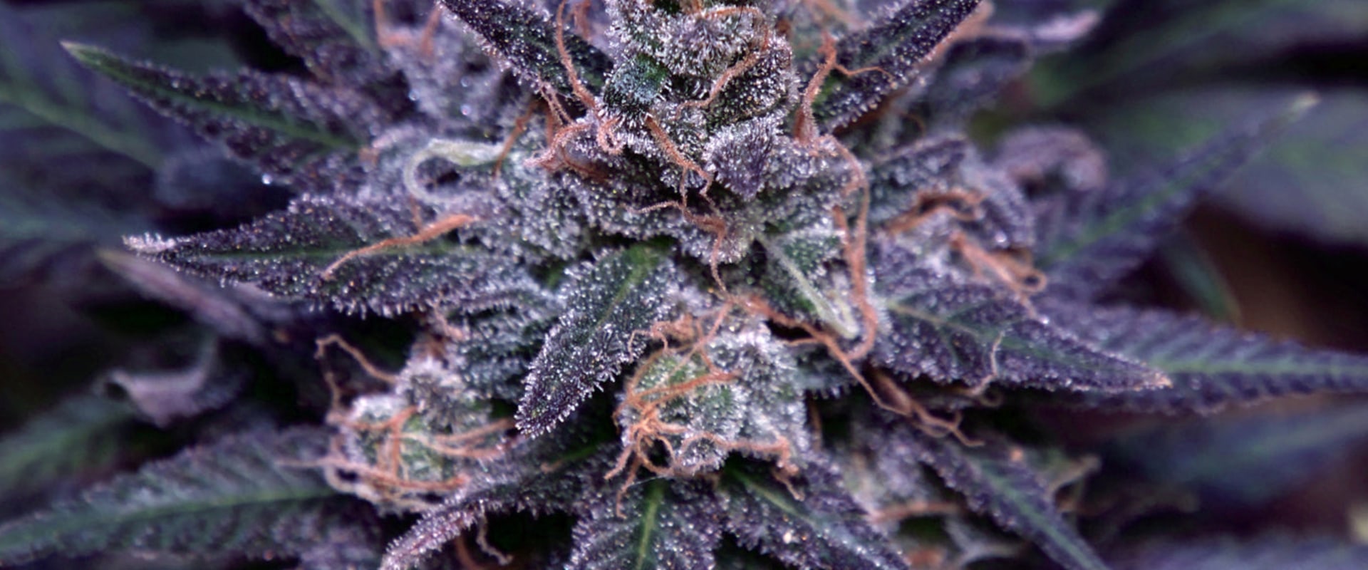 What Is the Strongest CBD Flower Strain? Compare the Strongest High-CBD Buds and Learn Which Strains Stand Out Most