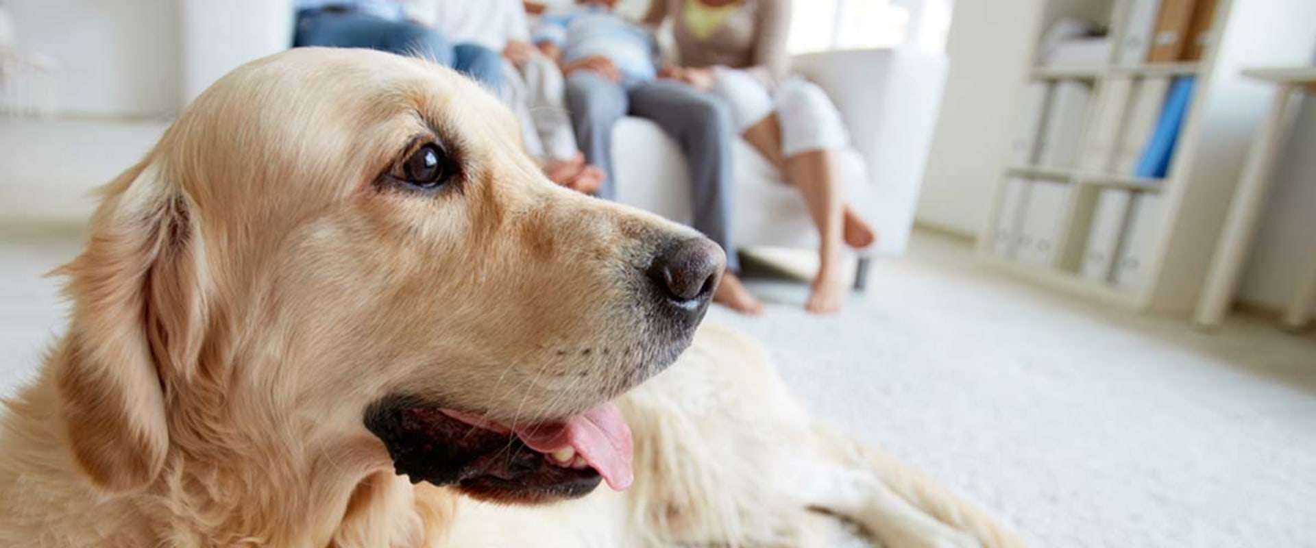 Looking for the Best HVAC Air Filters for Home With Pets