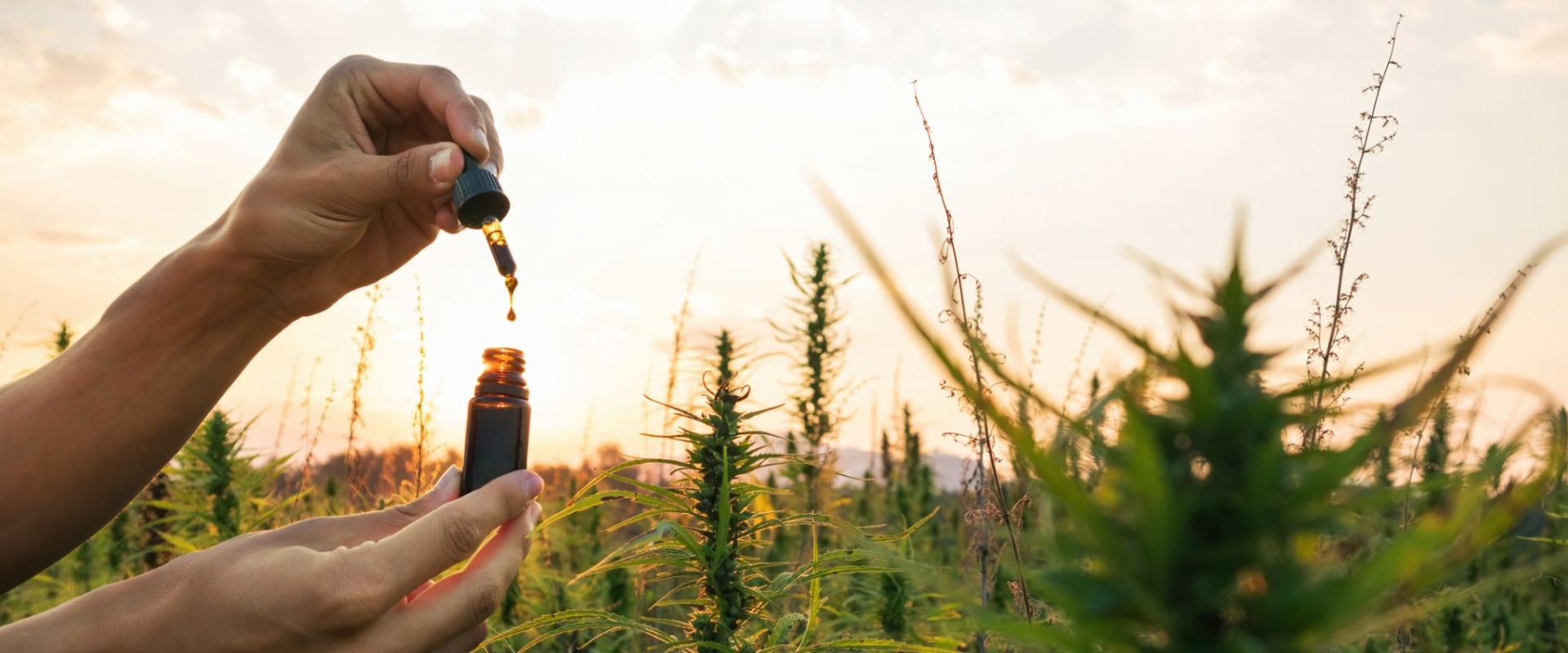 Find Out How Suver Haze CBD Strain Effects Support Mind and Body