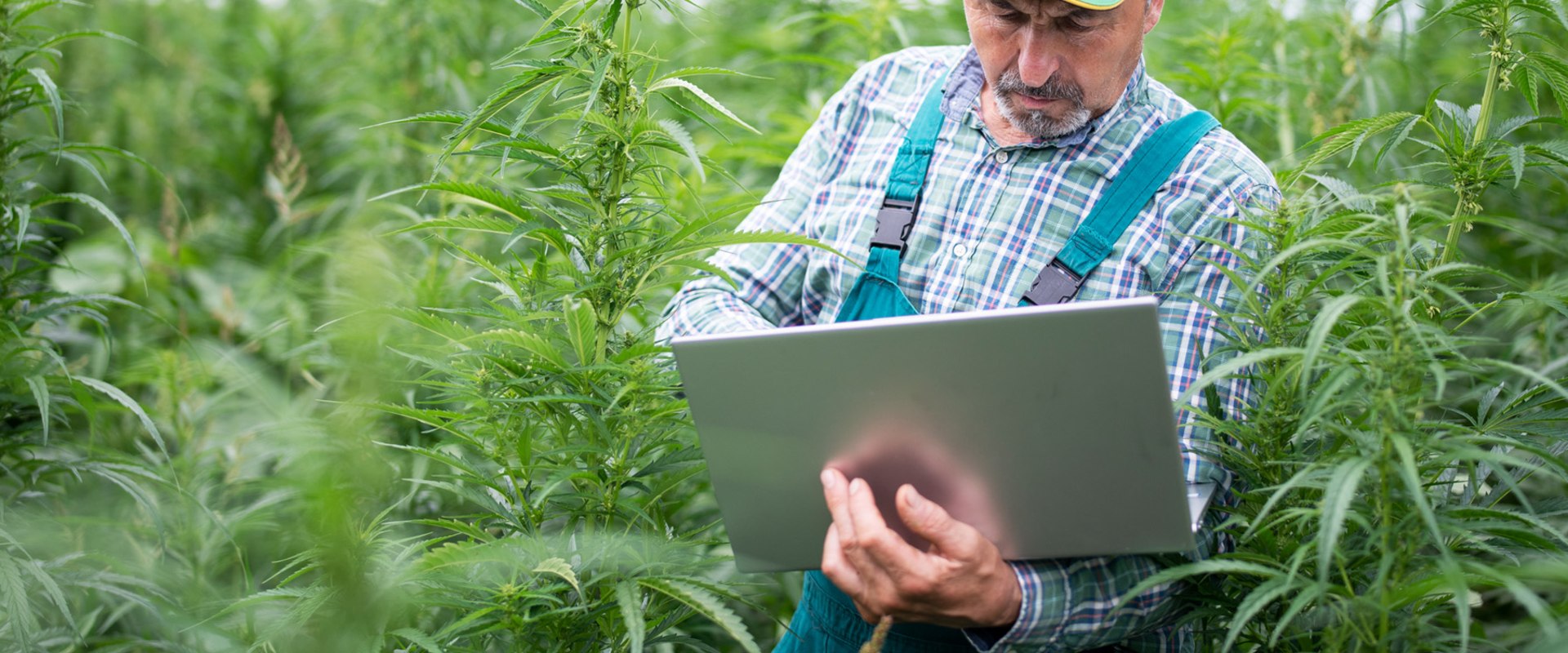 Frosted Kush Strain Effects Connected to Cannabidiol’s Natural Benefits