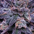 What Is the Strongest CBD Flower Strain? Compare the Strongest High-CBD Buds and Learn Which Strains Stand Out Most