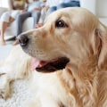Looking for the Best HVAC Air Filters for Home With Pets