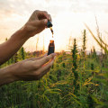 Find Out How Suver Haze CBD Strain Effects Support Mind and Body