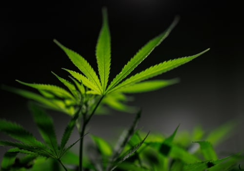 The Truth About CBD: An Expert's Perspective on Its Classification as a Schedule III Drug