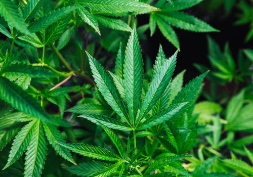 The Truth About CBD: Debunking Myths and Providing Accurate Information