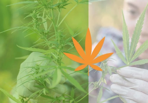 The Pros and Cons of Natural vs Synthetic CBD